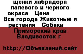 щенки лабрадора палевого и черного окраса › Цена ­ 30 000 - Все города Животные и растения » Собаки   . Приморский край,Владивосток г.